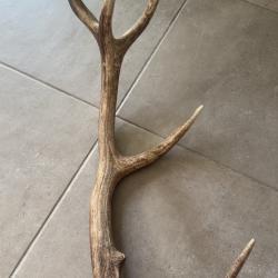 Grand bois de cerf mue