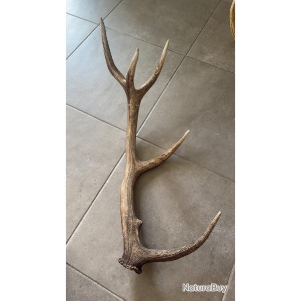 Grand bois de cerf mue