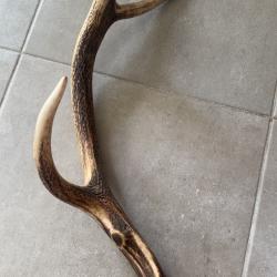 Magnifique mue bois de cerf tr&egrave;s arrondi