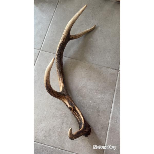 Magnifique mue bois de cerf tr�s arrondi