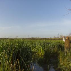 MAROC - BECASSES - BECASSINES - CANARDS - SARCELLES D'ETE - PERDRIX - CAILLES - TOURTERELLES