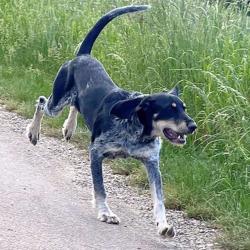 Chiot griffon bleu