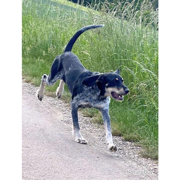 Chiot griffon bleu