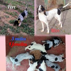 Chiot bleu de Gascogne
