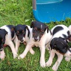Chiots fox