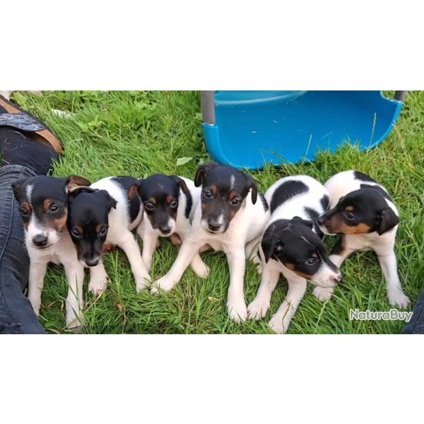 Chiots fox