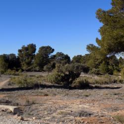 MONTERIA DANS LE PARQUE NATUREL DE CUENCA