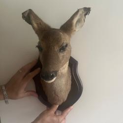 T&ecirc;te de biche sur socle