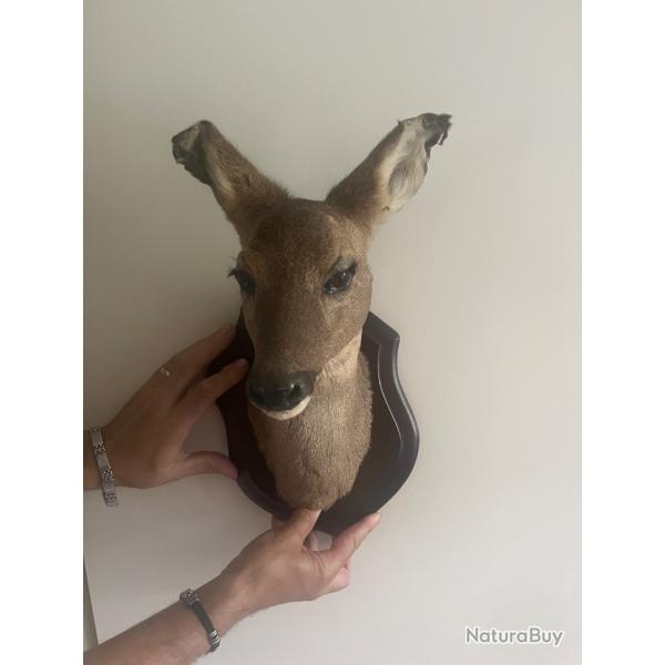 T�te de biche sur socle