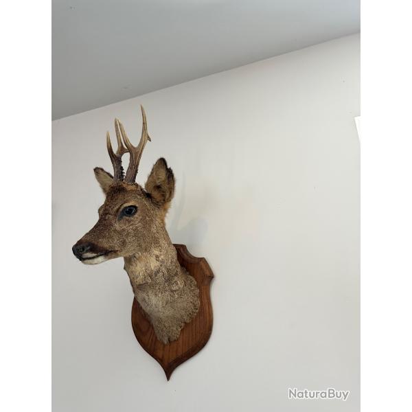 Troph�e de chevreuil
