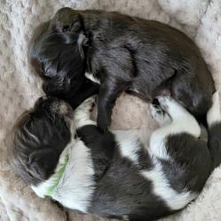 Chiots Wachtelund ou chiens d'Oysel Allemand