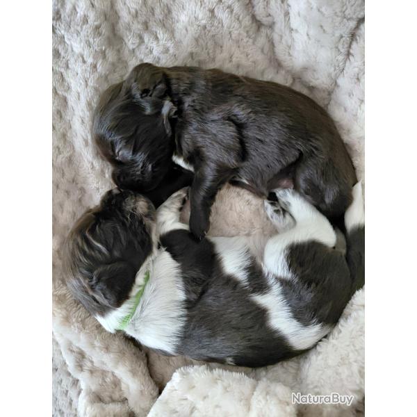 Chiots Wachtelund ou chiens d'Oysel Allemand