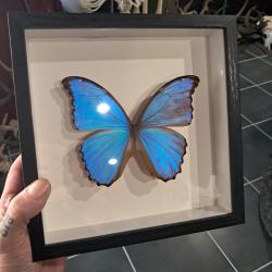 Papillon Morpho didius  sous cadre vitrine #9