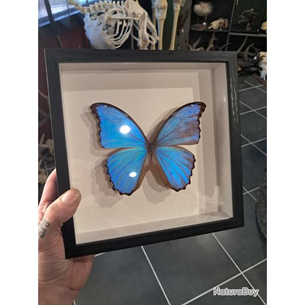 Papillon Morpho didius  sous cadre vitrine #9