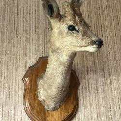 Troph&eacute;e de chasse t&ecirc;te de chevreuil