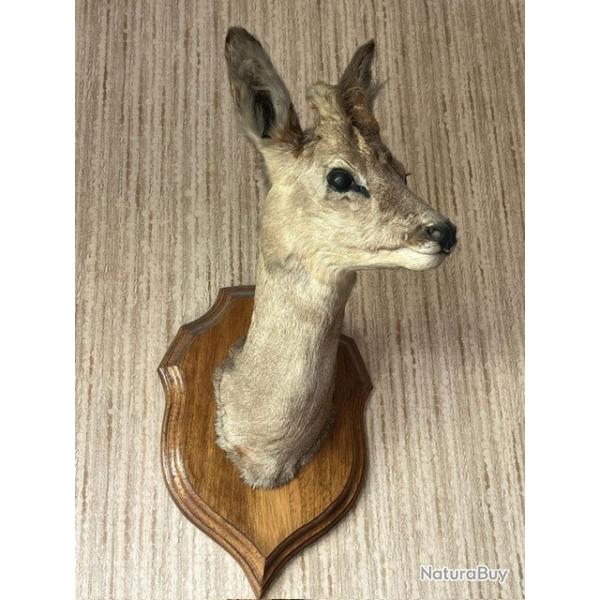 Troph�e de chasse t�te de chevreuil