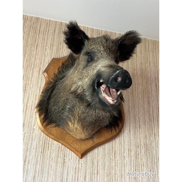Troph�e de chasse t�te de sanglier