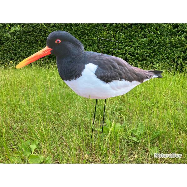 Formes Pie de Mer Magnum 2D Akilux Lot de 6 - Silhouettes 60x24 cm pour Chasse Limicoles
