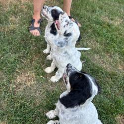 Chiot setter angalis