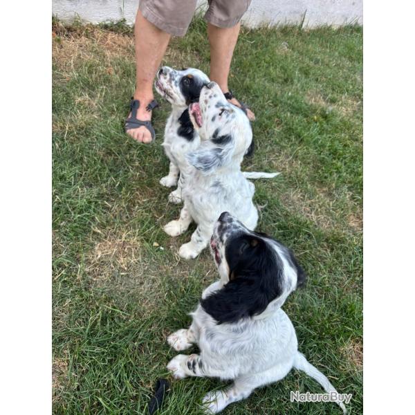 Chiot setter angalis