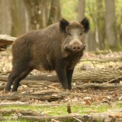 Action de Chasse en semaine dans le 54