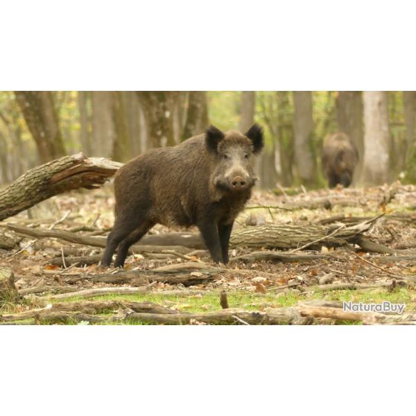 Action de Chasse en semaine dans le 54