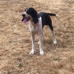 Chien sanglier leveur/meneur chasse