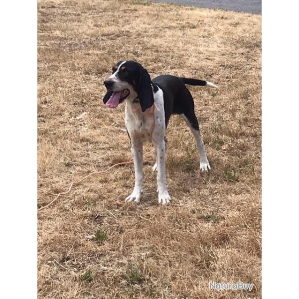 Chien sanglier leveur/meneur chasse