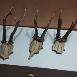 3 TROPHEE DE CHEVREUIL BROCARD BOIS 16/16/23CM TAXIDERMIE CHASSE