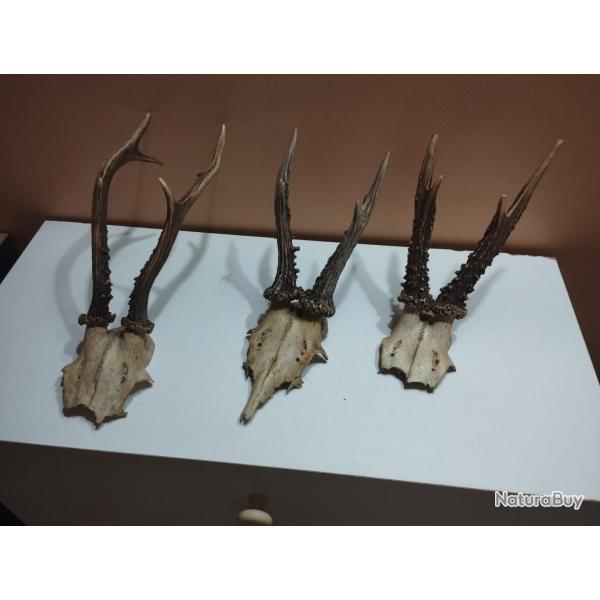3 TROPHEE DE CHEVREUIL BROCARD BOIS 16/16/23CM TAXIDERMIE CHASSE