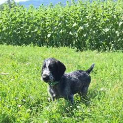 Chiots Drahthaars &agrave; vendre