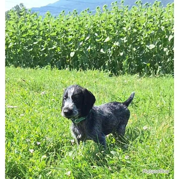 Chiots Drahthaars � vendre
