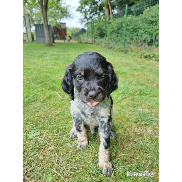 �PAGNEUL BRETON TRICOLORE