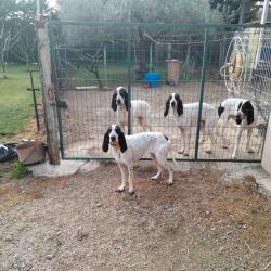 Chasse aux sangliers