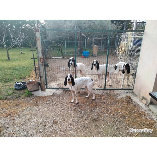 Chasse aux sangliers