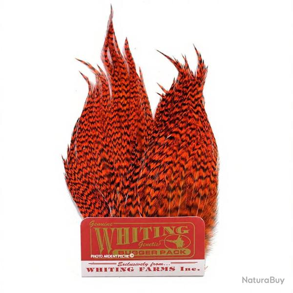 Whiting Bugger Pack Grizzly teint orange
