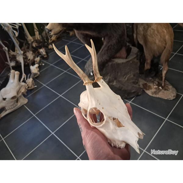 Cr�ne de chevreuil #070333