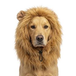 Oranje WK Manen Tooi - Ref ORAN0011L - EAN 8716759660878 - Hofman Animal Care
