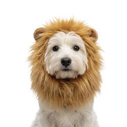 Oranje WK Manen Tooi - Ref ORAN0011M - EAN 8716759660861 - Hofman Animal Care