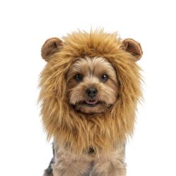 Oranje WK Manen Tooi - Ref ORAN0011S - EAN 8716759660847 - Hofman Animal Care