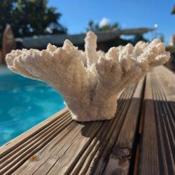 Corail blanc massif de 30 cms x 24 cms