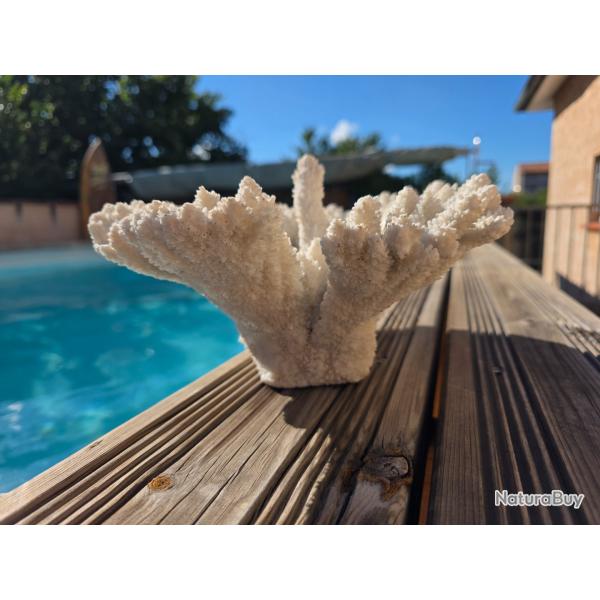 Corail blanc massif de 30 cms x 24 cms