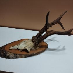 BEAU TROPHEE DE CHEVREUIL BROCARD PARTICULIER 19CM TAXIDERMIE CHASSE