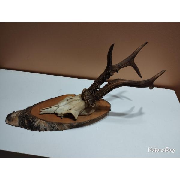 BEAU TROPHEE DE CHEVREUIL BROCARD PARTICULIER 19CM TAXIDERMIE CHASSE