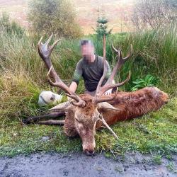 SEJOUR DE CHASSE AU CERF ELAPHE, SIKA ET DAIM EN IRLANDE