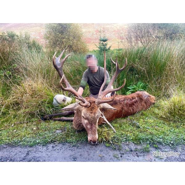 SEJOUR DE CHASSE AU CERF ELAPHE, SIKA ET DAIM EN IRLANDE