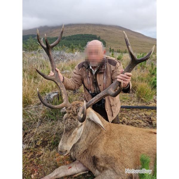 SEJOUR DE CHASSE AU CERF ELAPHE, SIKA ET DAIM EN IRLANDE