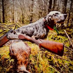 SEJOUR DE CHASSE A LA BECASSE ET BECASSINE EN IRLANDE
