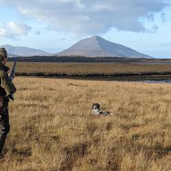 SEJOUR DE CHASSE A LA BECASSE ET BECASSINE EN IRLANDE