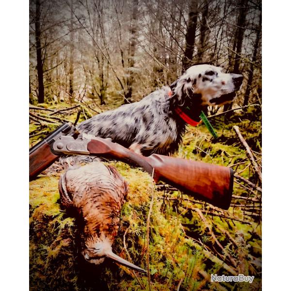 SEJOUR DE CHASSE A LA BECASSE ET BECASSINE EN IRLANDE